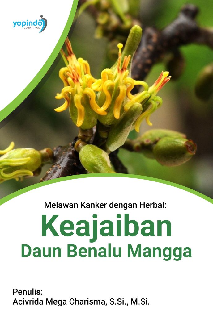 Melawan Kanker dengan Herbal:  Keajaiban Daun Benalu Mangga